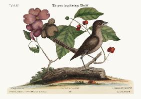 The Mock-Bird 1749-73