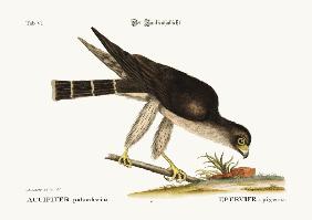 The Pigeon Hawk 1749-73