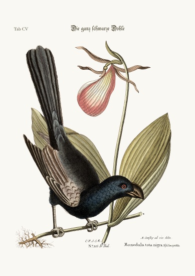 The Razor-billed Black-bird of Jamaica von Mark Catesby