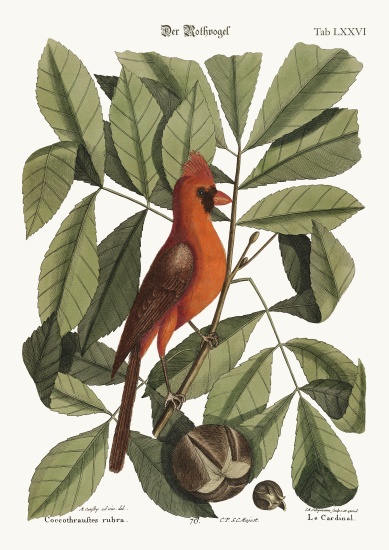 The Red Bird von Mark Catesby