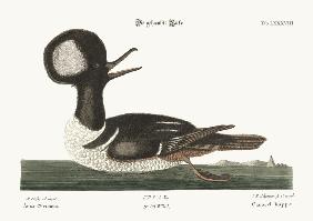 The round-crested Duck 1749-73
