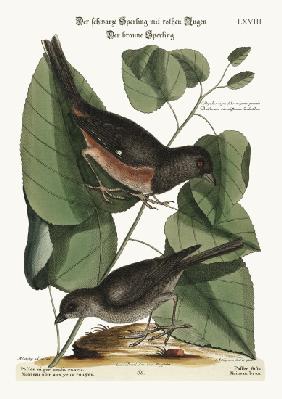 The Towhe Bird. The Cowpen Bird 1749-73
