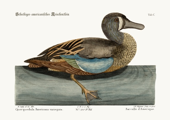 The White-face Teal von Mark Catesby