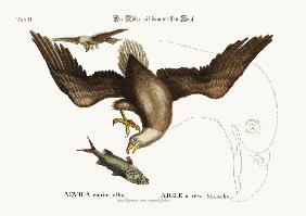 The white-headed Eagle 1749-73