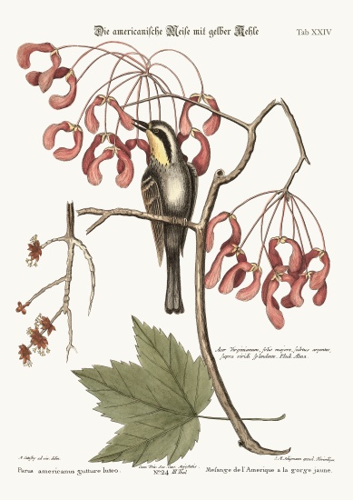 The yellow-throated Creeper von Mark Catesby