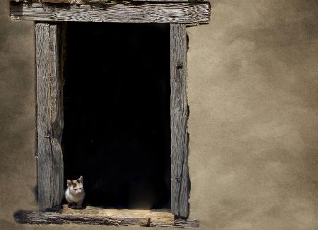Wie viel kostet das Kätzchen im Fenster?