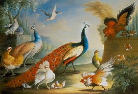 Two Peacocks, Doves, Chickens and a Rooster in a Parkland