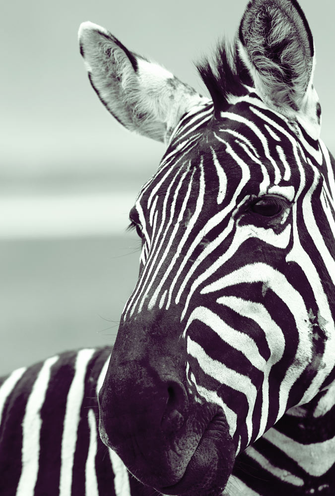 Zebra (3) von Lucas Martin