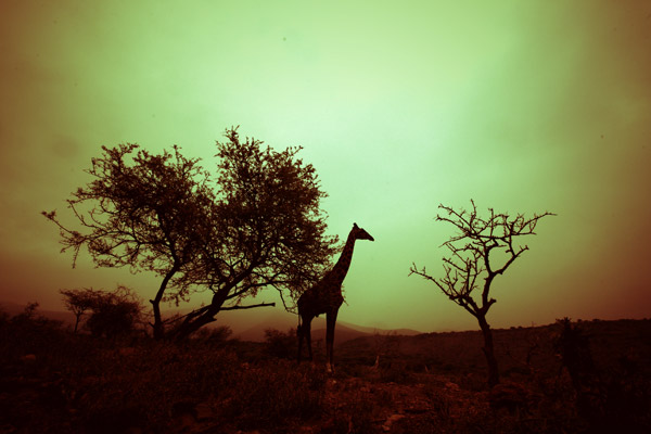 Giraffe (1) von Lucas Martin