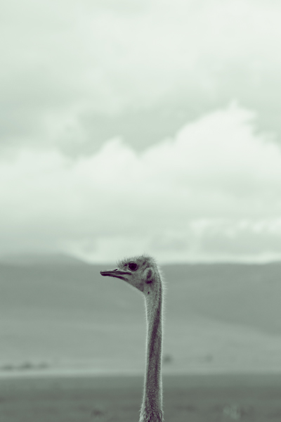 Ostrich (1) von Lucas Martin