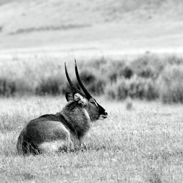 Waterbuck