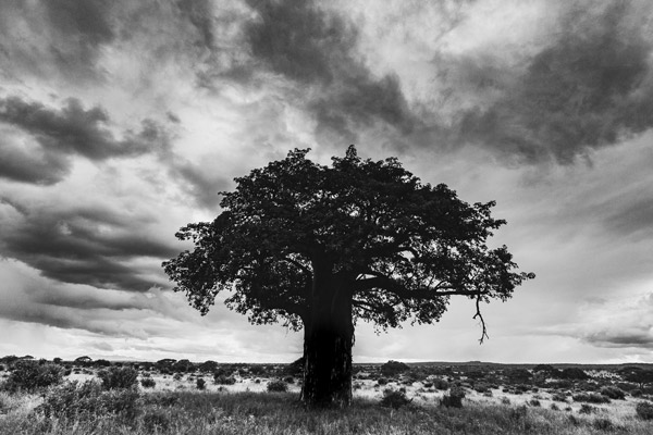 Tree (1) von Lucas Martin