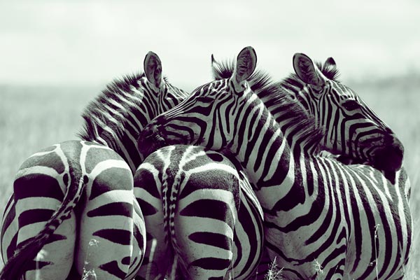 Zebra Group von Lucas Martin