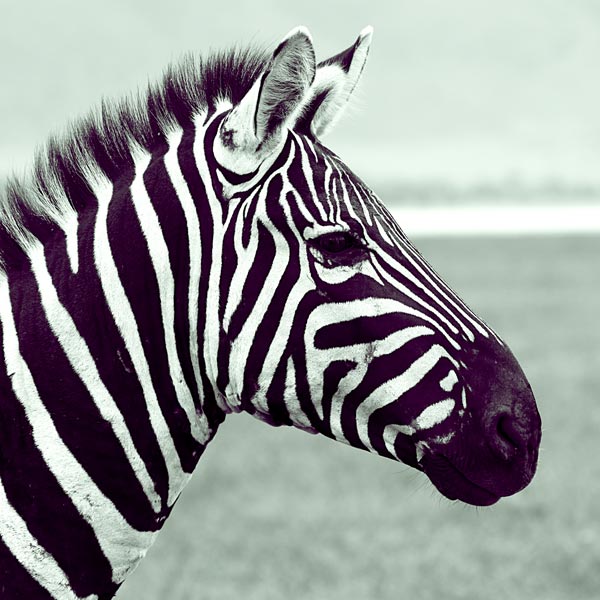 Zebra (1) von Lucas Martin
