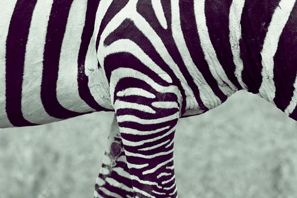 Zebra (2) von Lucas Martin