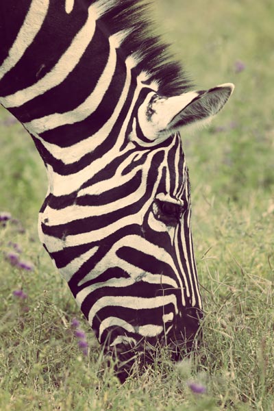 Zebra (4) von Lucas Martin