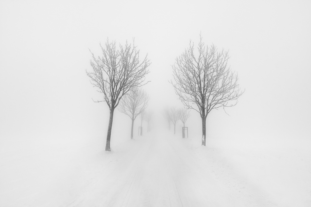 Bäume im Nebel von Martin Morávek