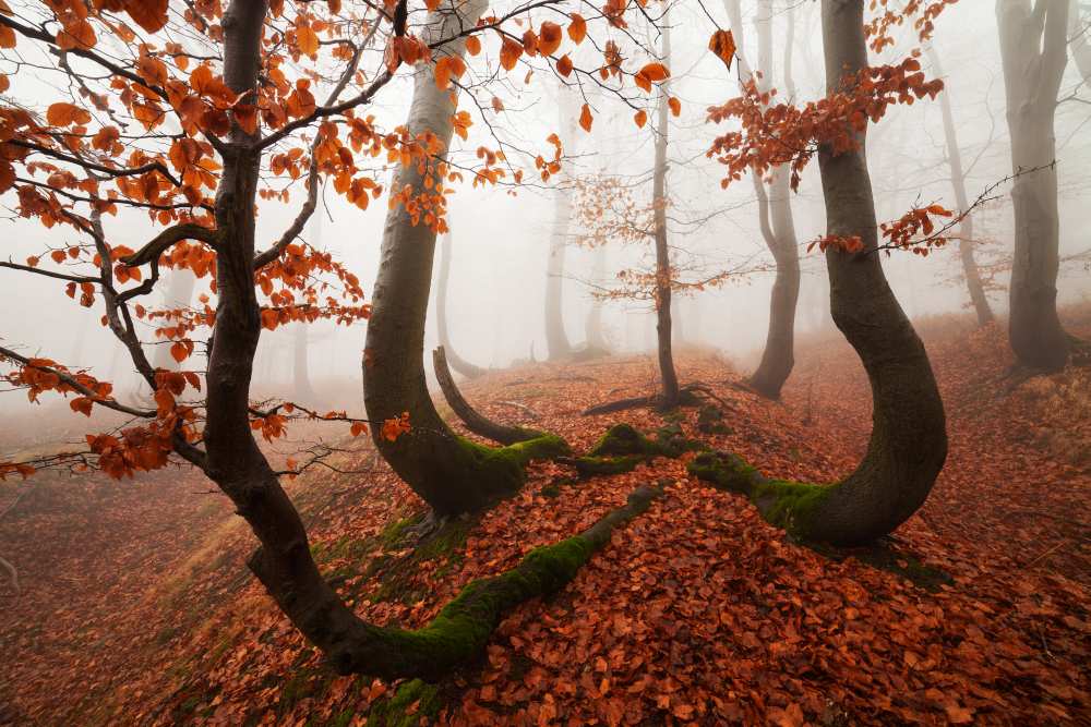 Fairytale Forest von Martin Rak