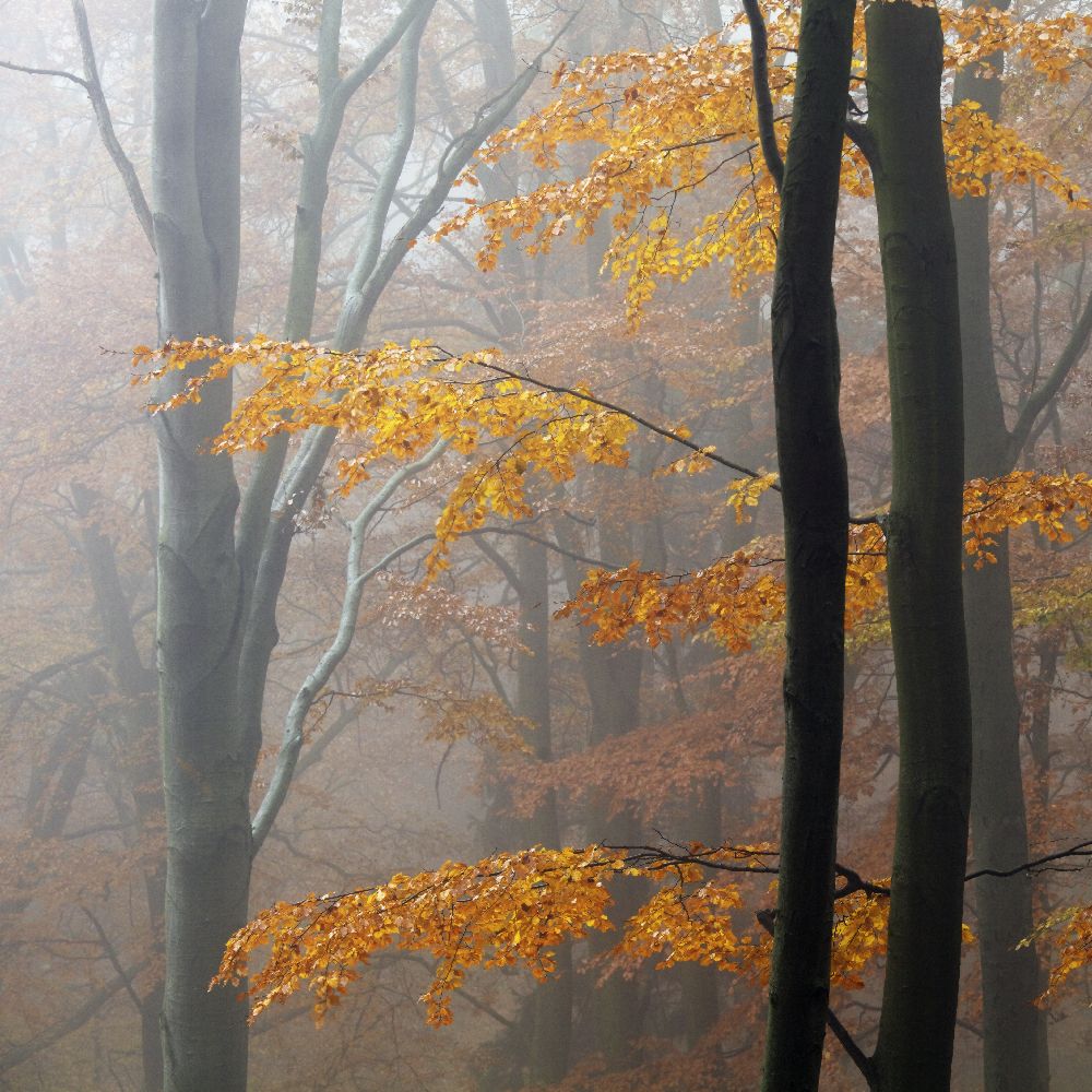 Herbstwald von Martin Rak