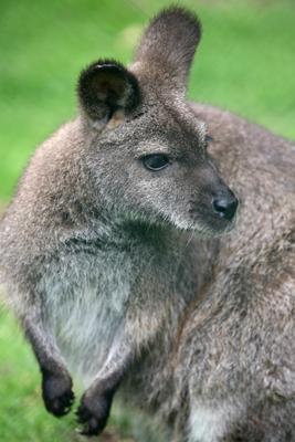 Rotnackenwallaby von Martina Berg