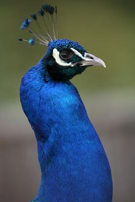 Blauer Pfau