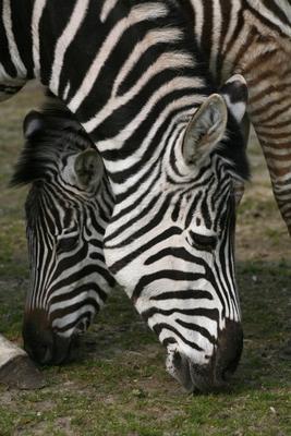 Zebras von Martina Berg