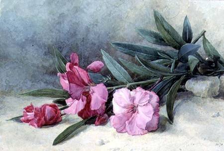 Oleander Blossom von Mary E. Butler