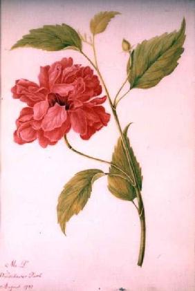 Peony Style Flower 1782