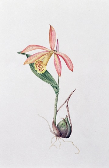 Orchidee Pleione Zeus Wildstein von  Mary  Kenyon-Slaney