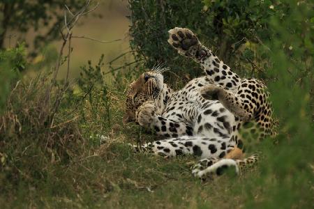 Ein Leopard im Mara-Dreieck