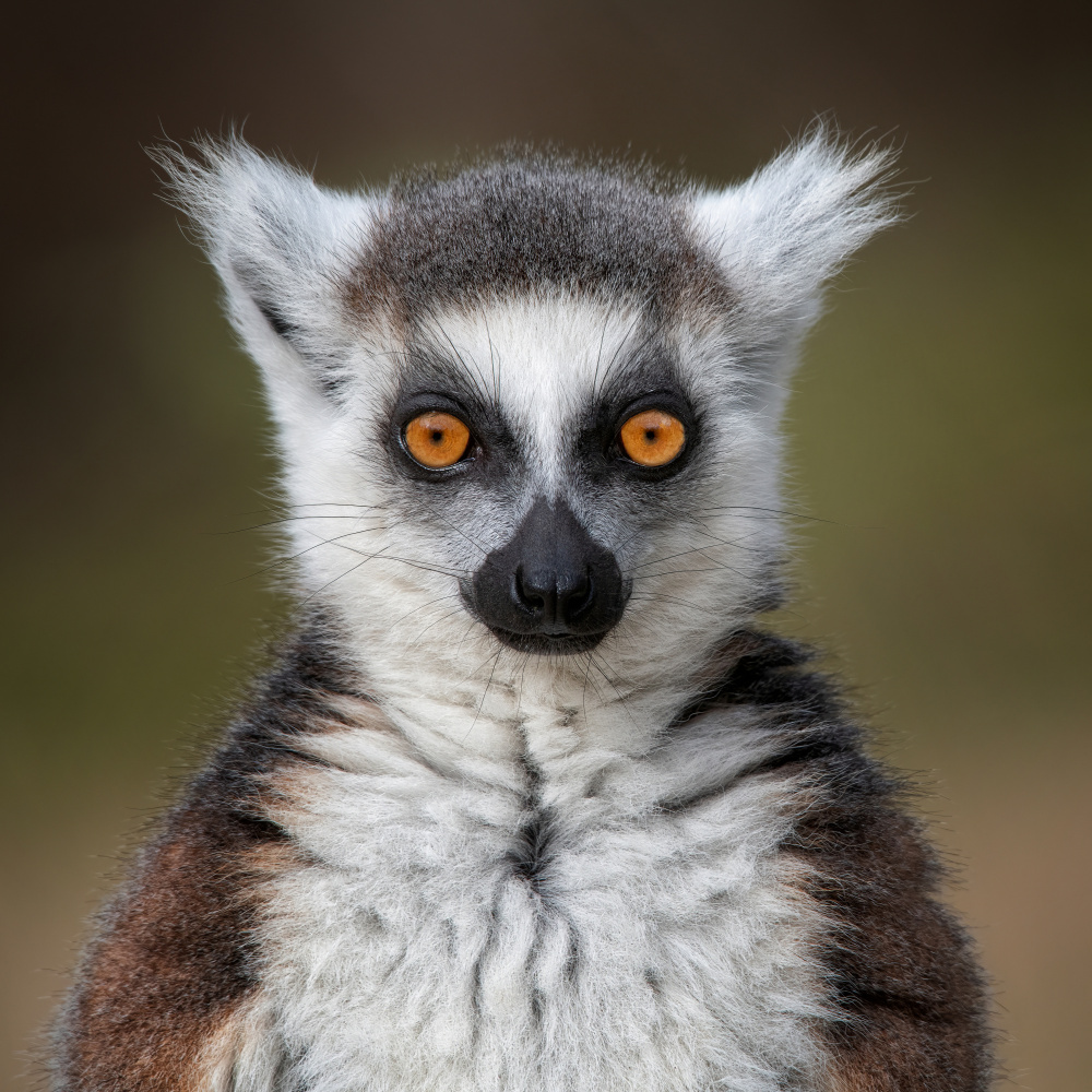 Maki Catta – Lemurenkatze von Mathilde Guillemot