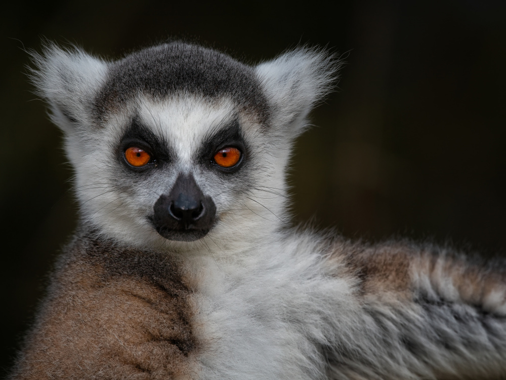 Schlagen Sie eine Pose ein – Maki Catta – Lemur catta von Mathilde Guillemot