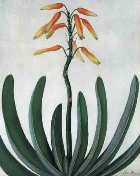 Aloe Striata (w/c and gouache over pencil on vellum) von Matilda Conyers