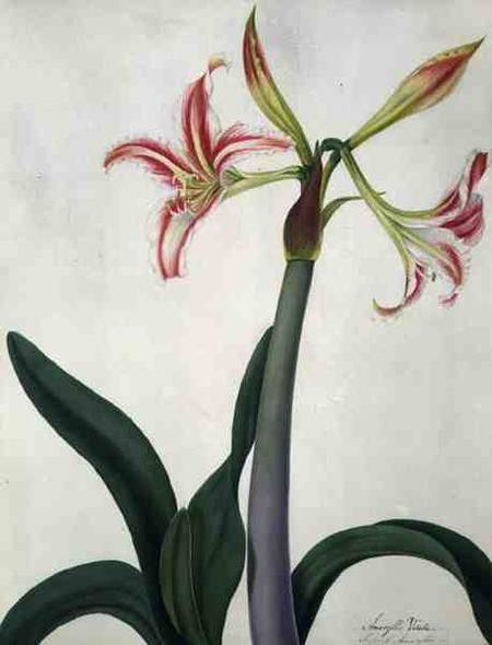 Amaryllis Vitata (w/c and gouache over pencil on vellum) von Matilda Conyers