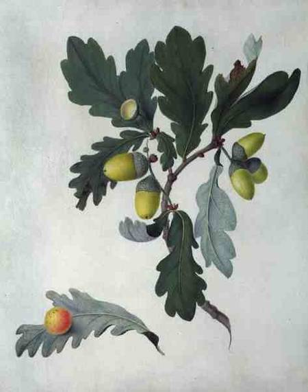 Quercus (w/c and gouache over pencil on vellum) von Matilda Conyers