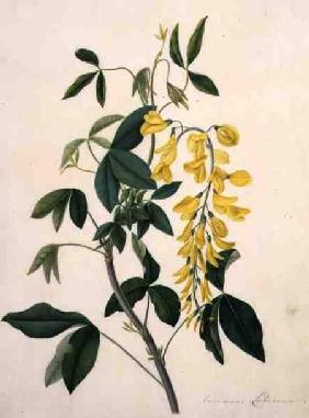 Laburnum Anagyroides