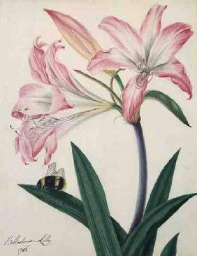 Lilium Belladonna and Bee 1786  and