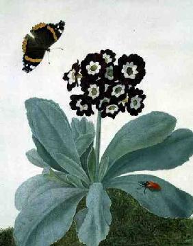 Primula Auricula with Butterfly and Beetle