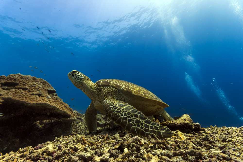 Marine turtle von Mato P.