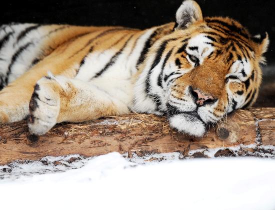 Tiger im Schnee von Maurizio Gambarini