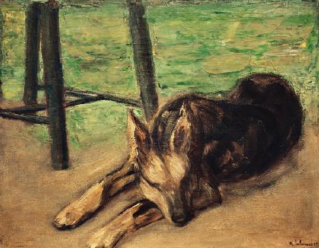 Schlafender Schäferhund 1914