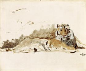 Ruhender Tiger 1901