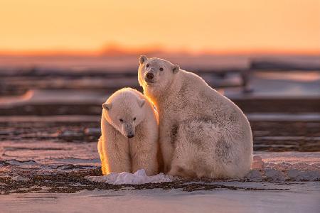 Eisbären bei Sonnenuntergang