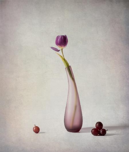 Tulpe und Trauben