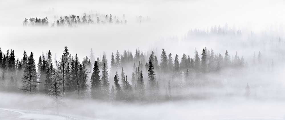 Nebelwald von Mei Xu