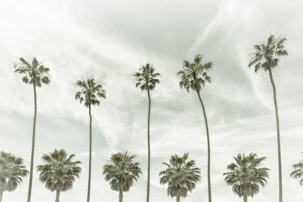 Palmen in La Jolla, Kalifornien | Vintage  von Melanie Viola