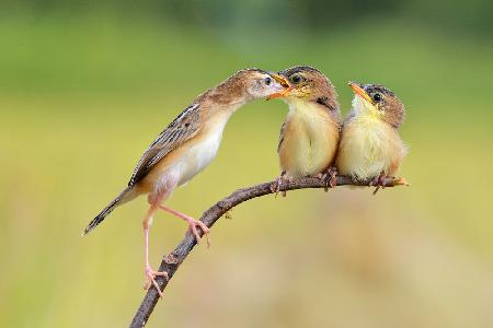 Vögel füttern Babys
