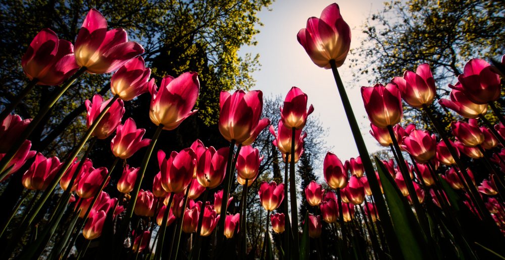 Rote Tulpen... von Merthan Kortan