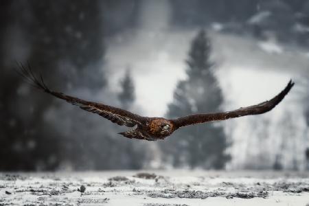 Adler im Winter