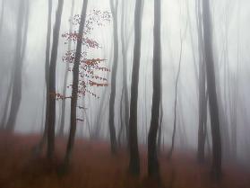 autumn' mist